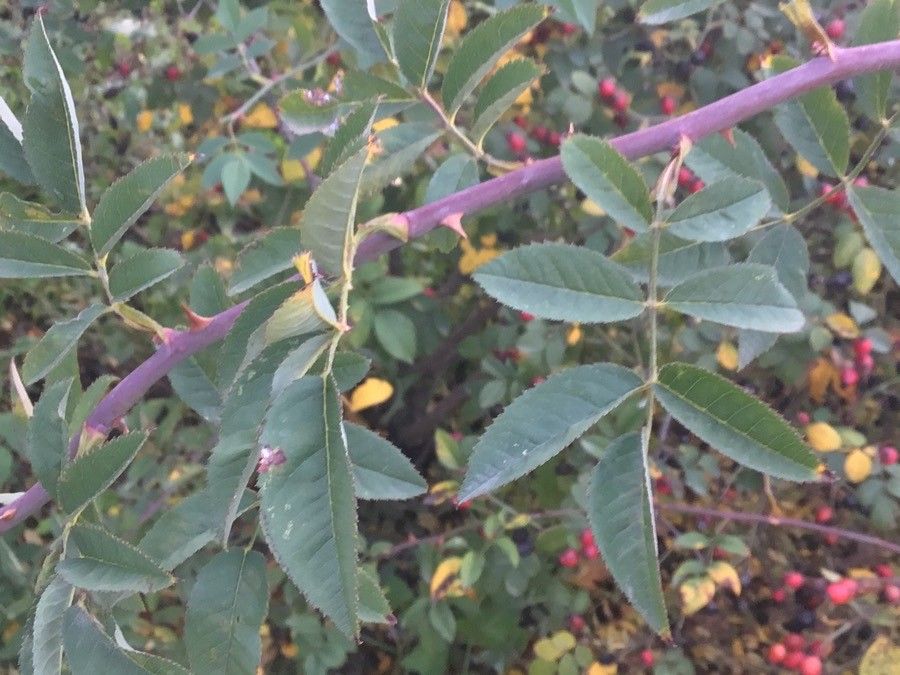 Rosa × andegavensis — search result for 'Rosa'