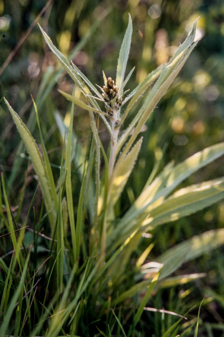 Gnaphalium norvegicum leaf