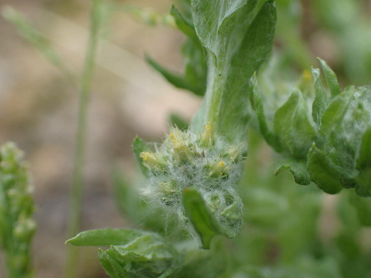Filago arvensis flower