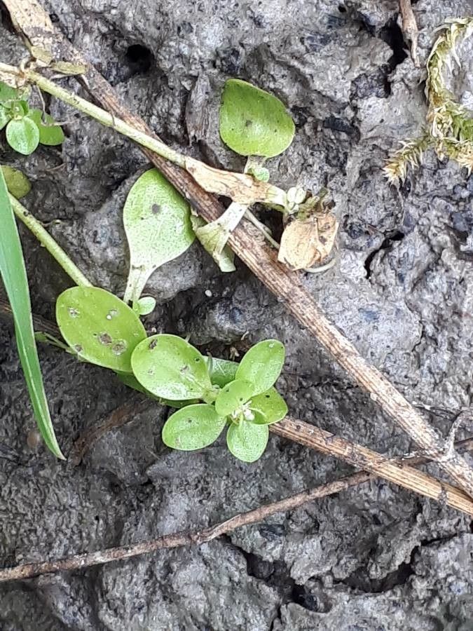 Callitriche stagnalis flower