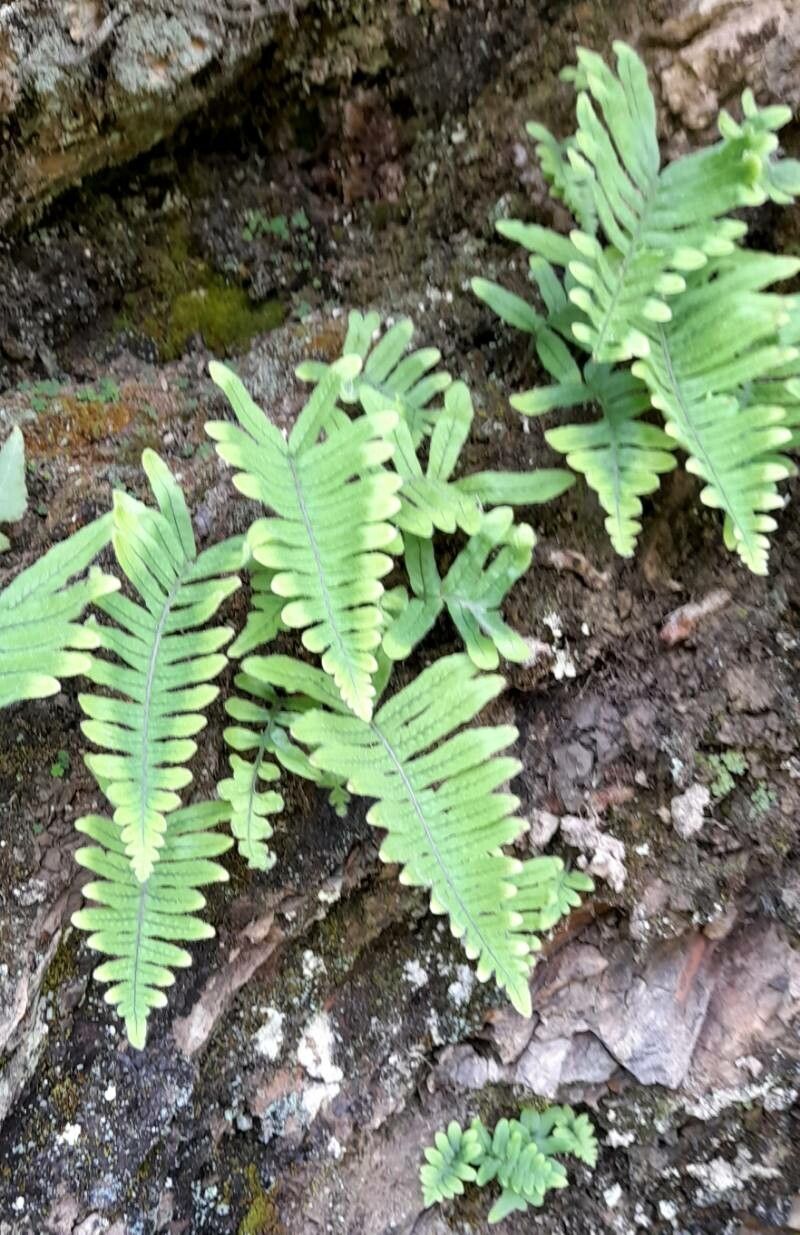 Serpocaulon lasiopus habit