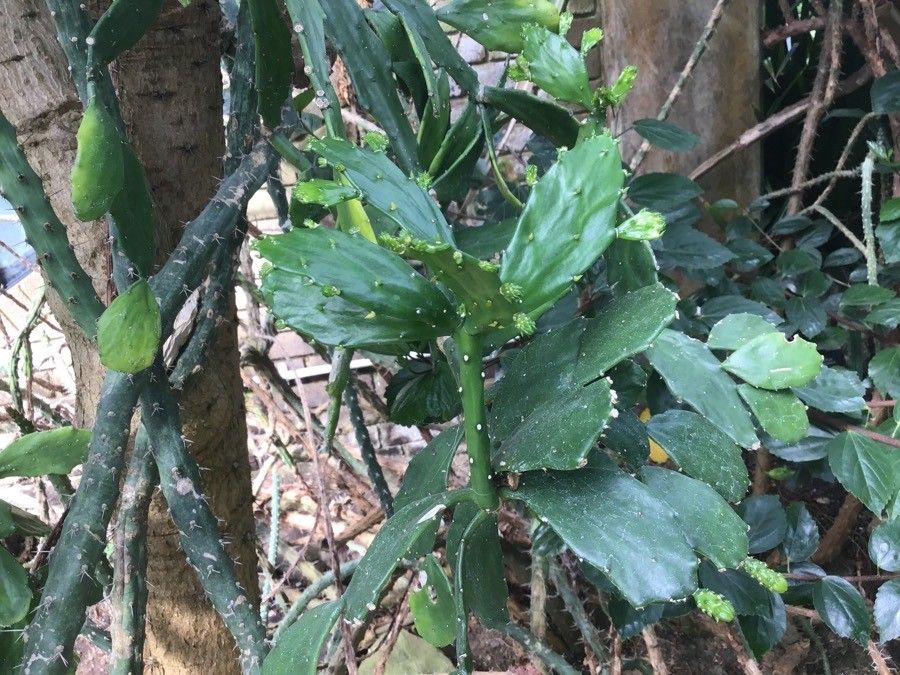 Brasiliopuntia brasiliensis — indoor houseplant