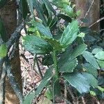 Brasiliopuntia brasiliensis