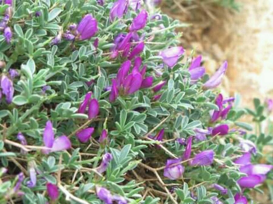 Onobrychis cornuta flower