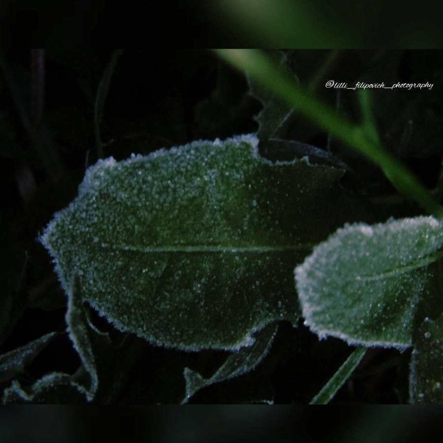 Arabis modesta — houseplant care guide