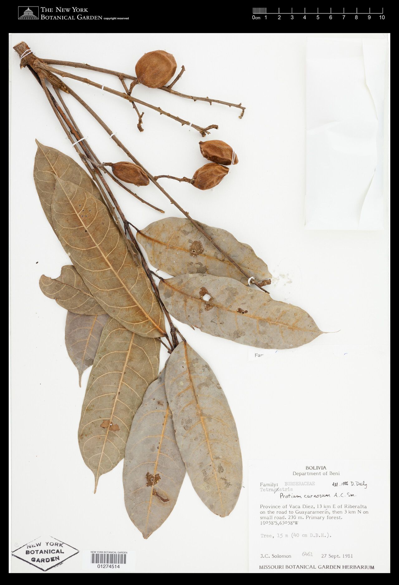 Protium carnosum fruit