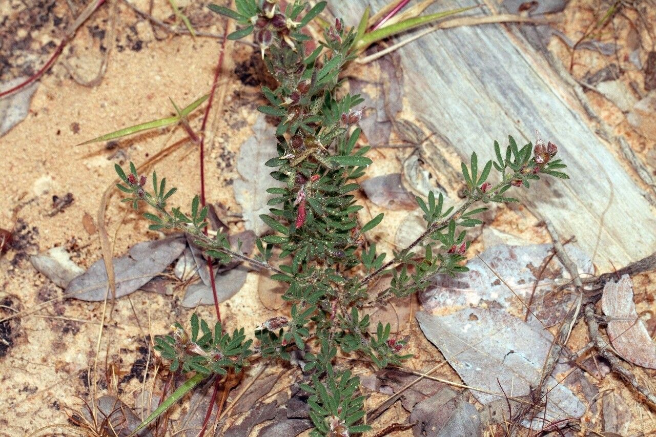 Crotalaria alexandri habit