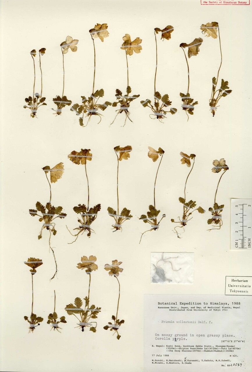 Primula klattii other