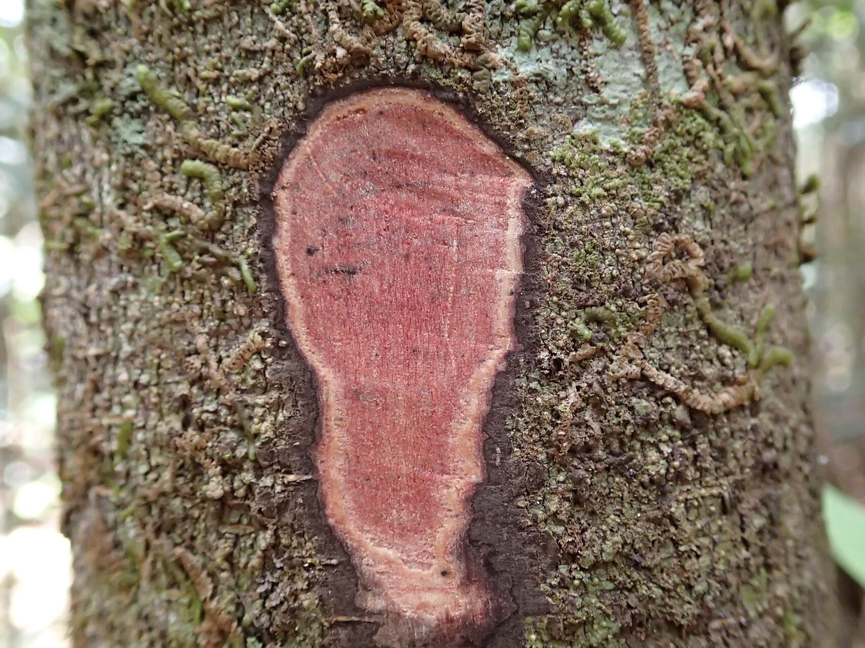 Diospyros parviflora bark