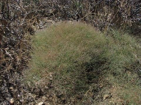 Eriogonum parishii habit