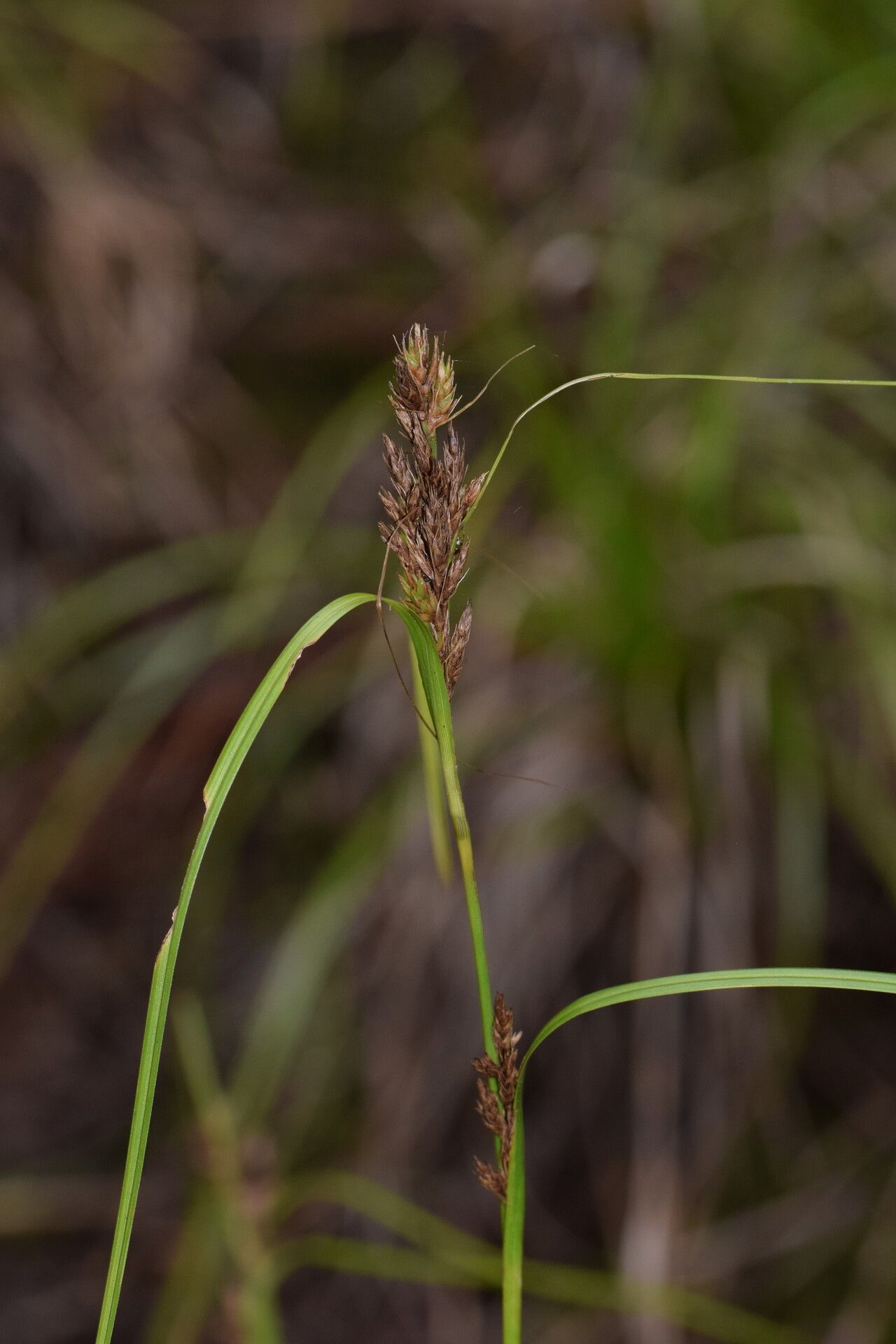 Carex ramosa — houseplant care guide
