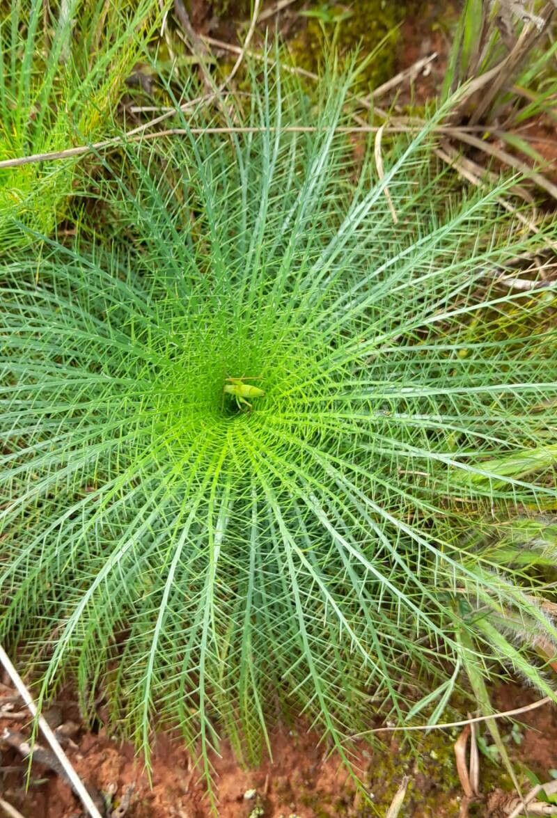 Eryngium pristis habit