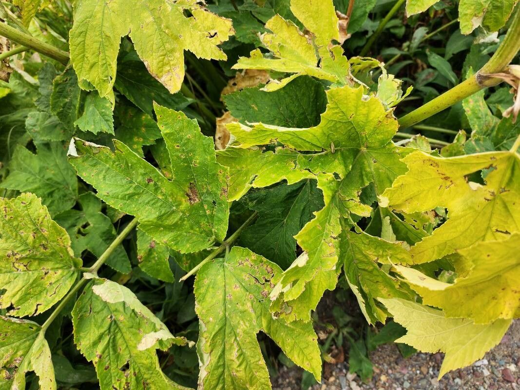 Heracleum maximum leaf