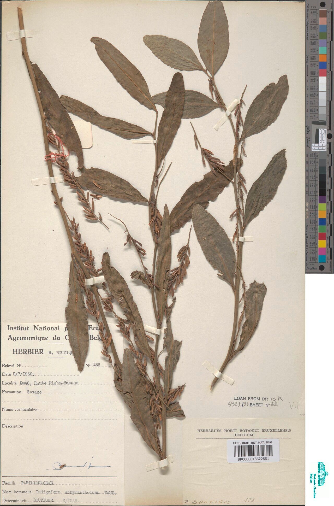 Indigofera achyranthoides