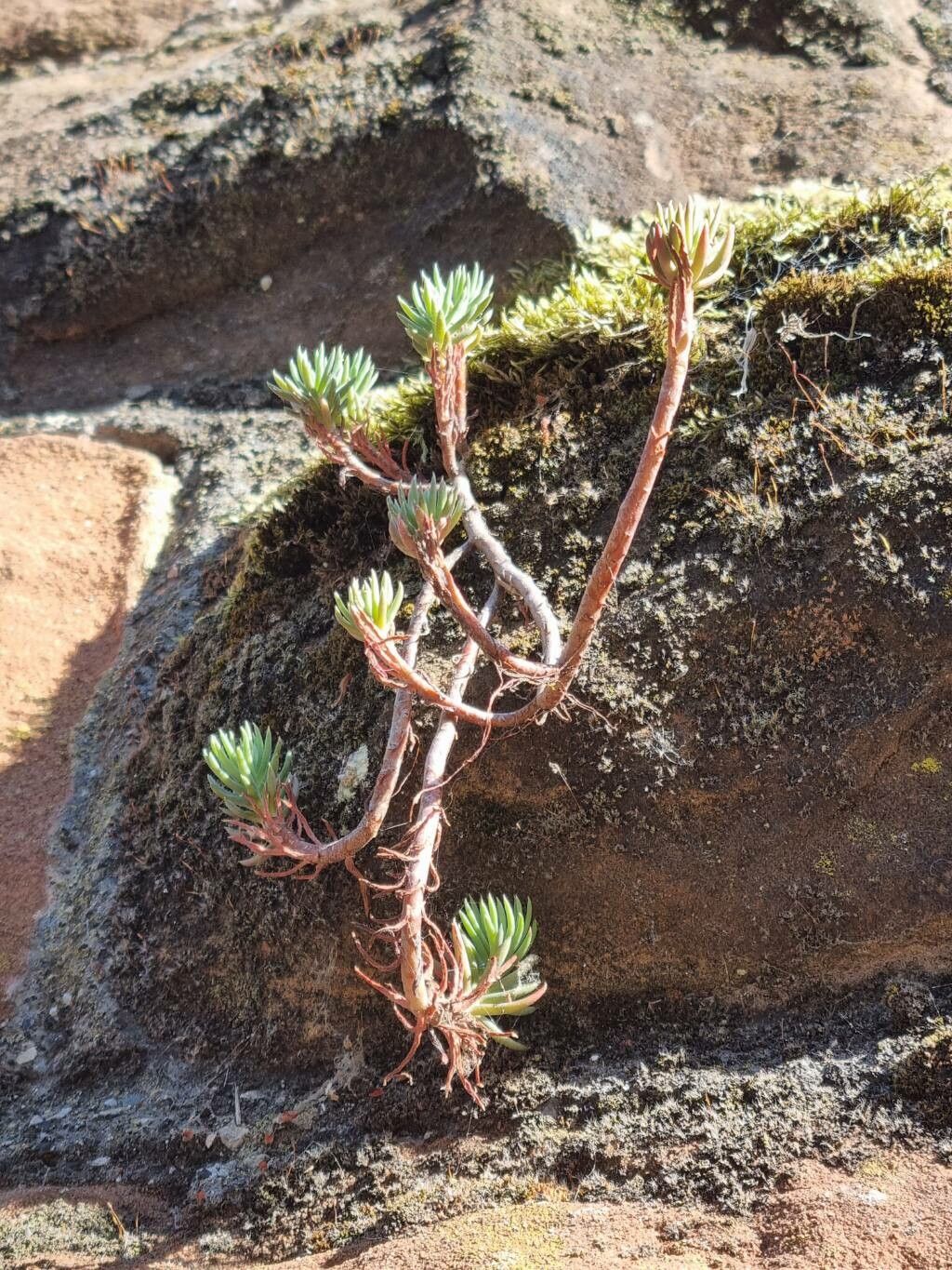 Sedum forsterianum bark