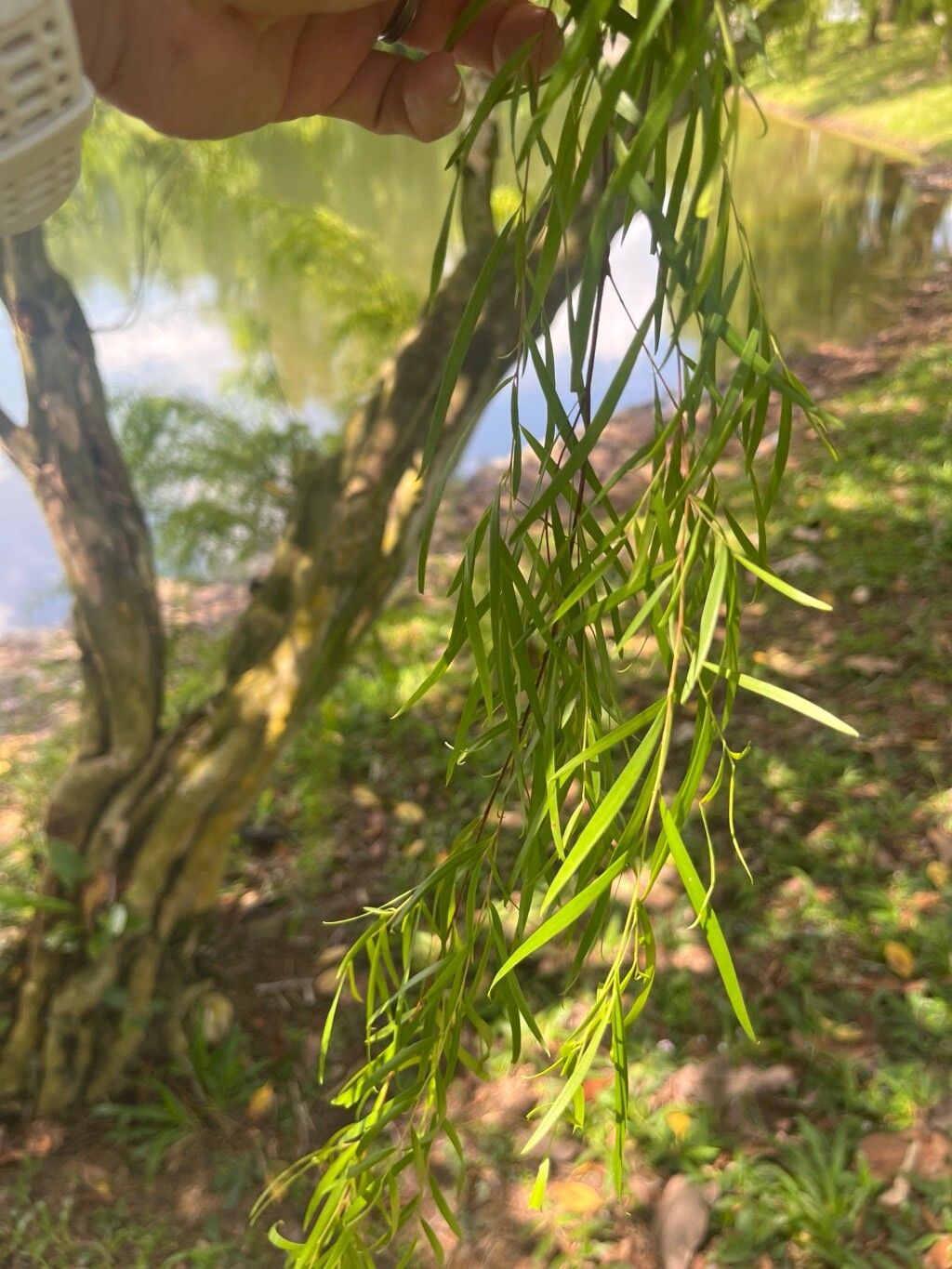 Leptospermum madidum — houseplant care guide