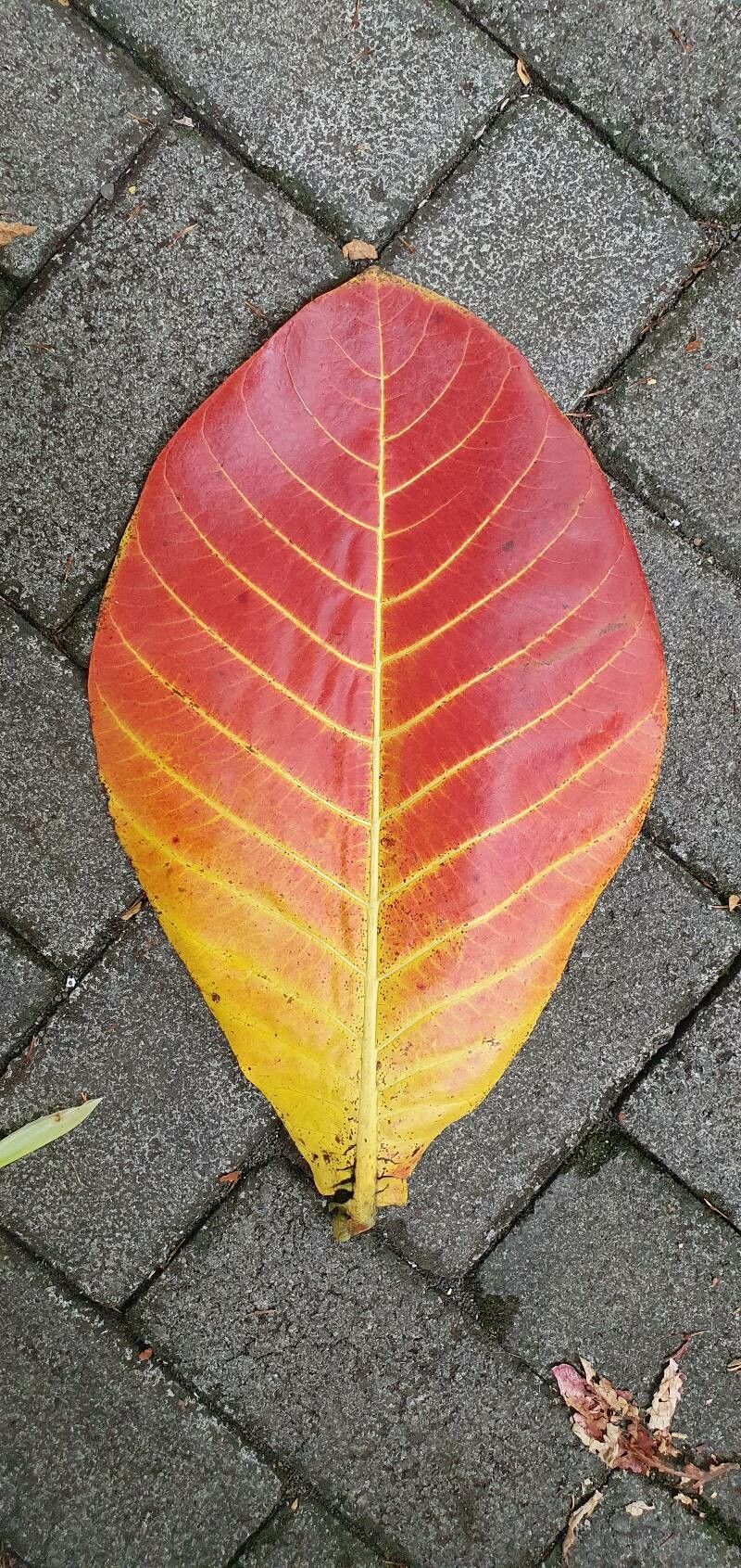 Neolamarckia macrophylla — related species from the same genus