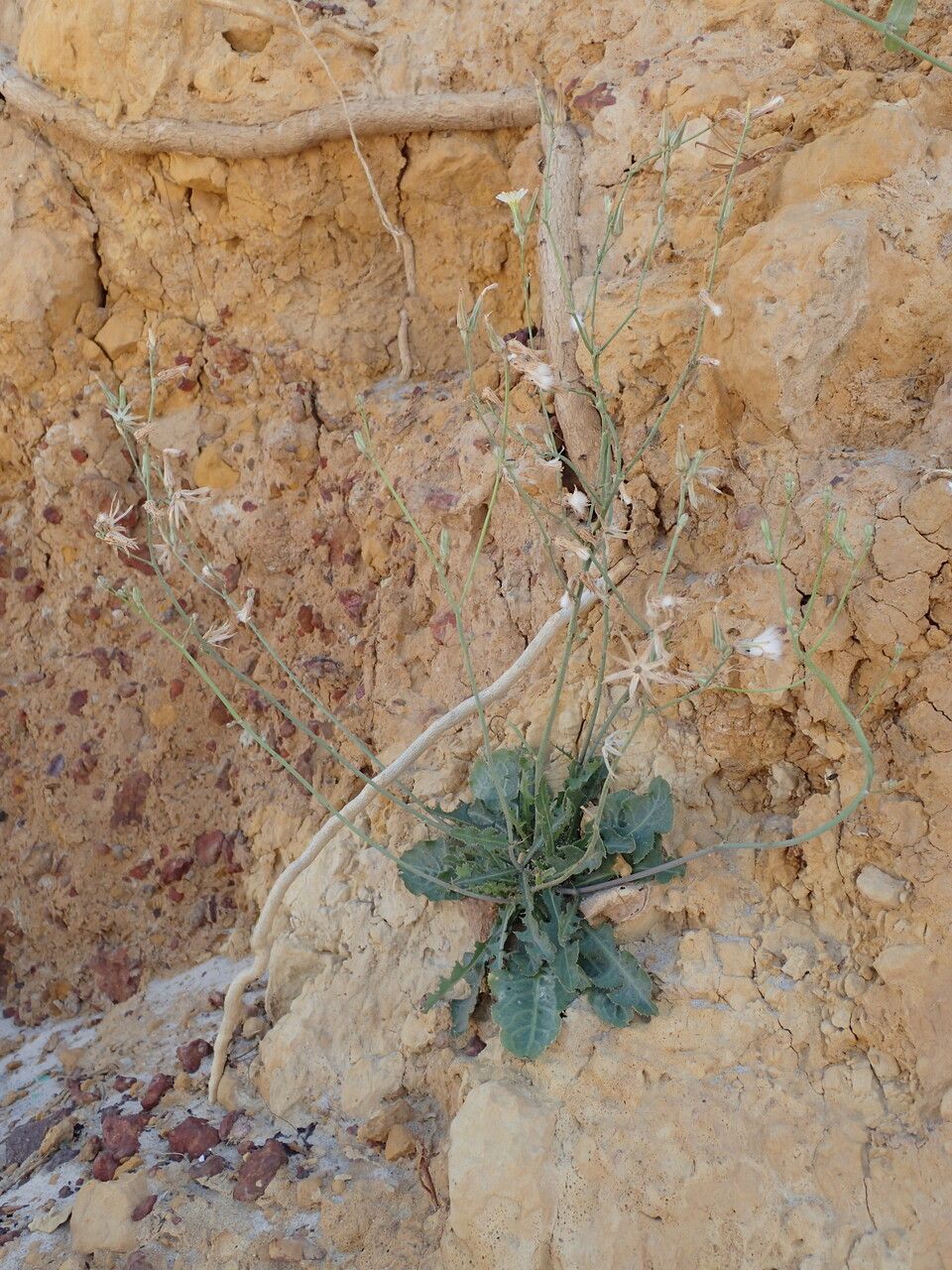 Launaea intybacea habit