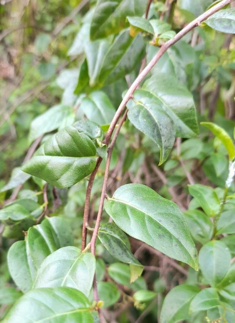 Chiococca alba leaf