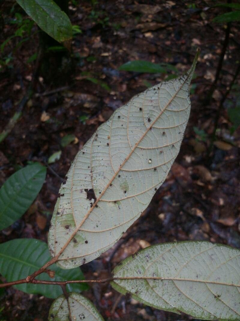 Theobroma subincanum leaf