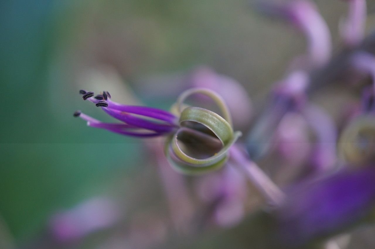 Ledebouria revoluta flower