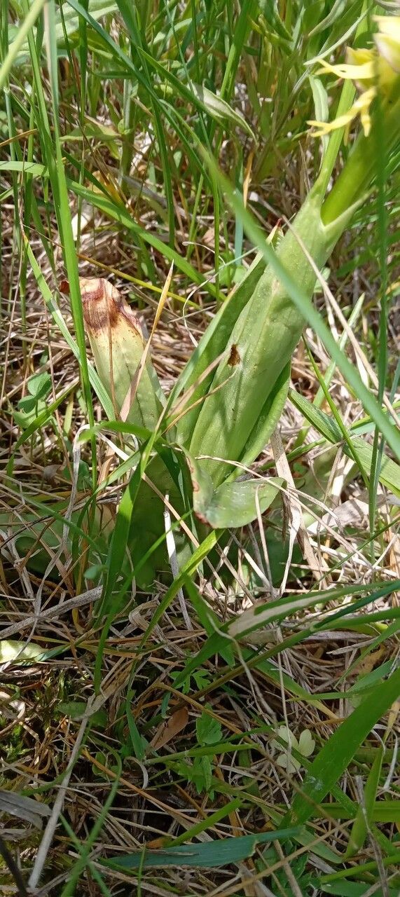Orchis anthropophora — related species from the same genus