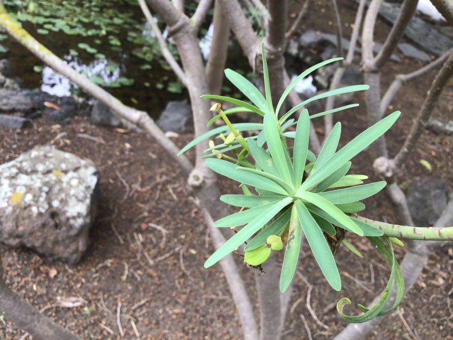 Euphorbia anachoreta — houseplant care guide