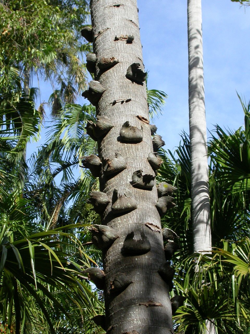 Livistona humilis bark