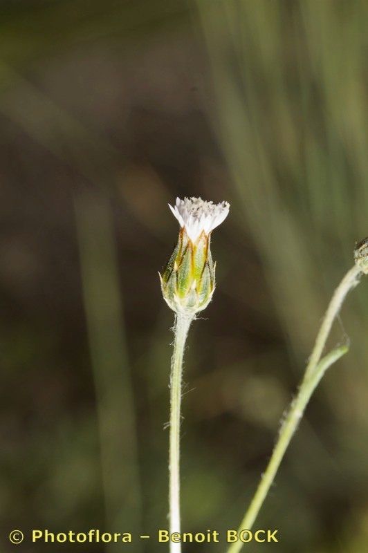 Volutaria canariensis other