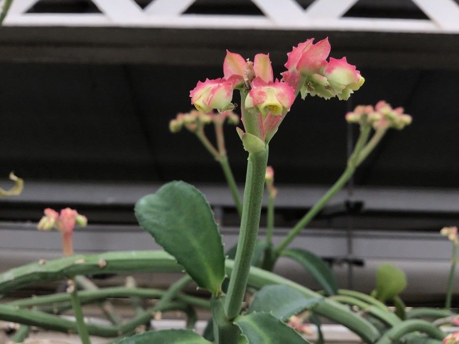 Euphorbia neococcinea flower