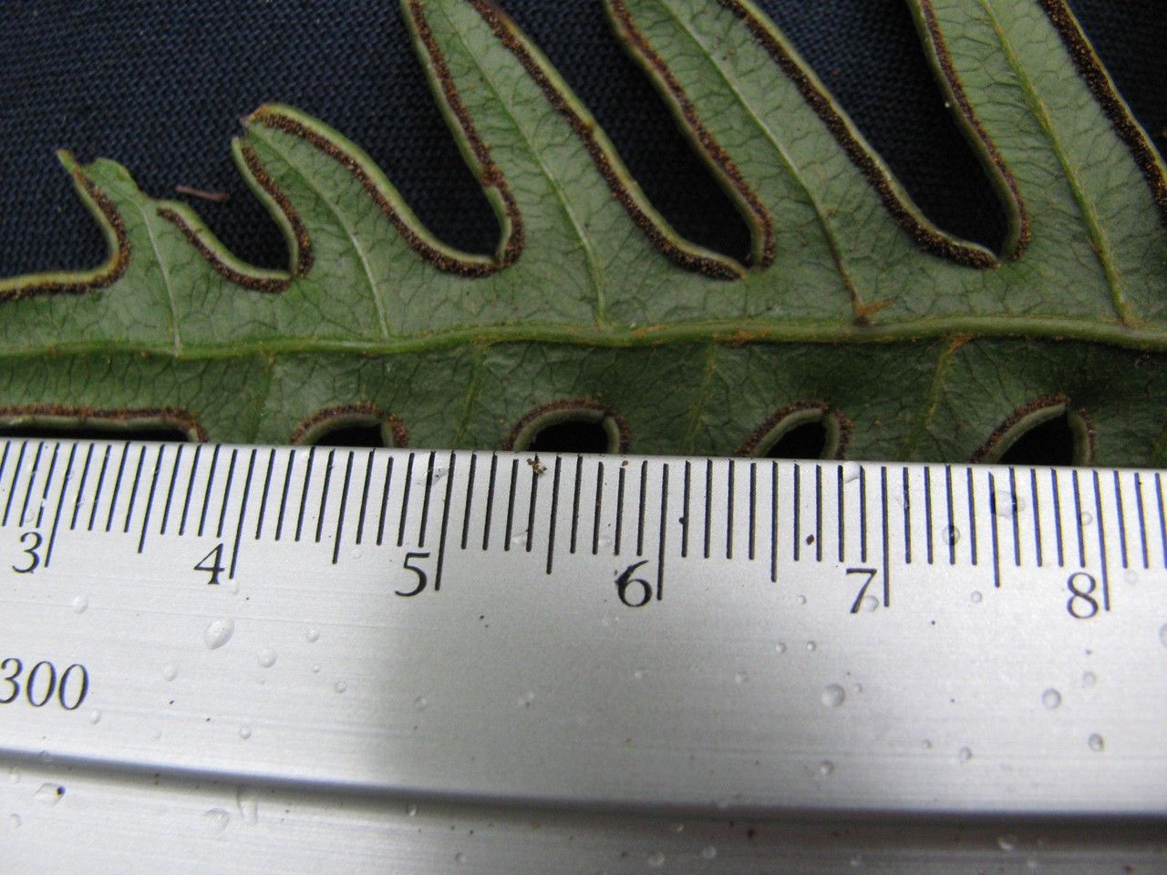 Pteris altissima other