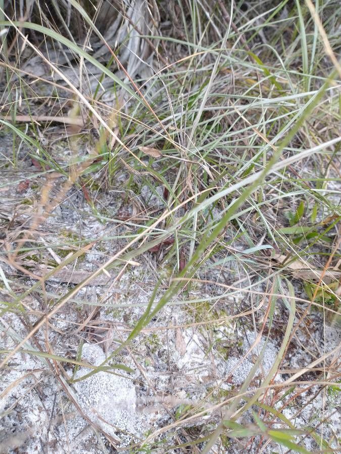 Pityopsis graminifolia — houseplant care guide