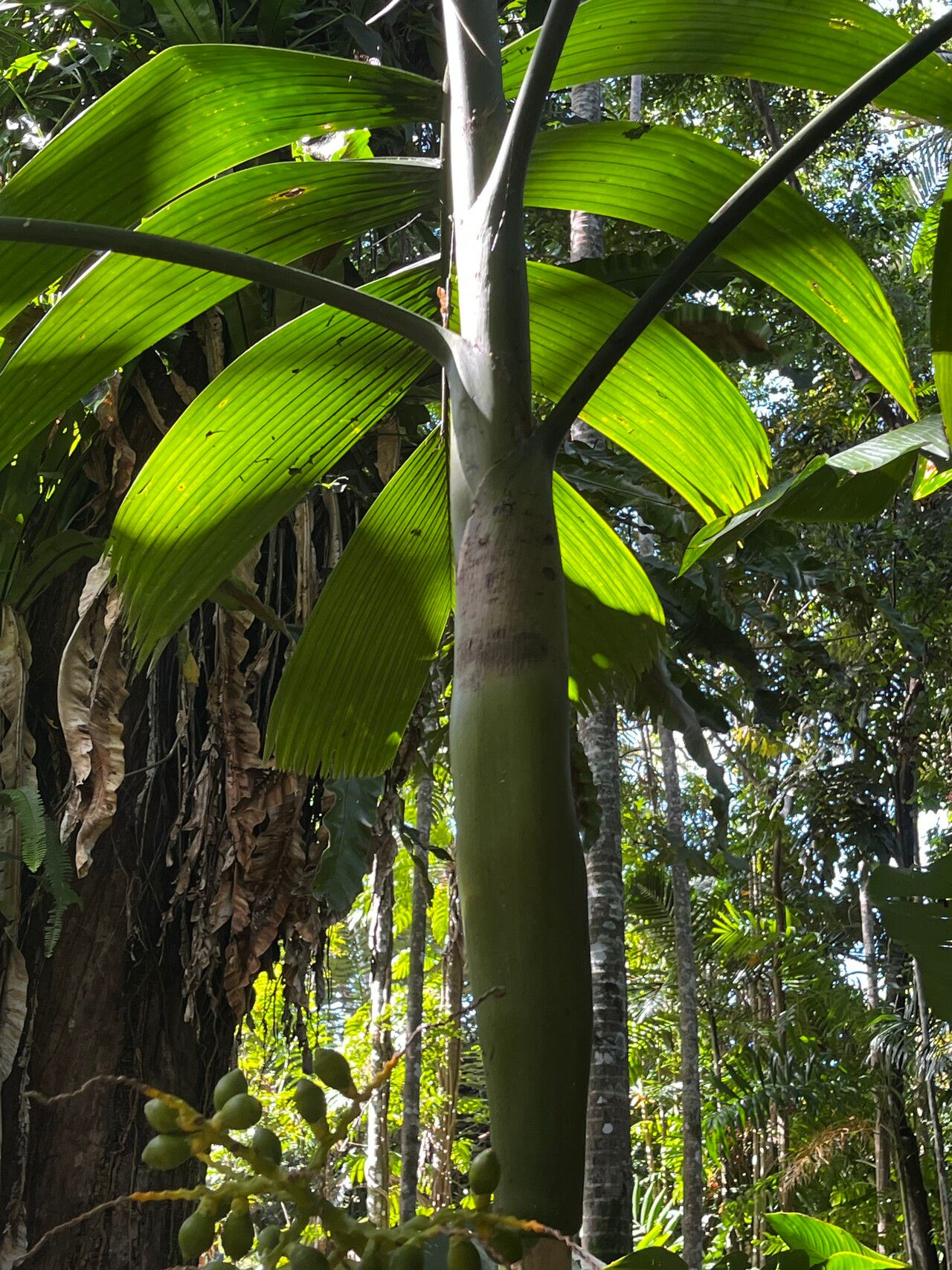 Areca novohibernica — related species from the same genus