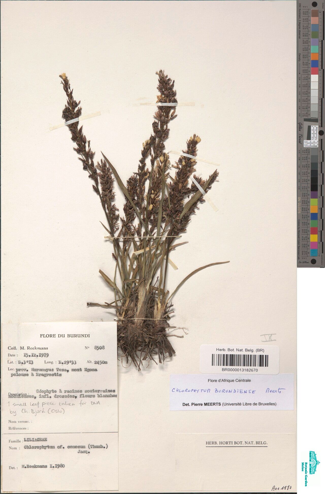 Chlorophytum burundiense — search result for 'Chlorophytum'