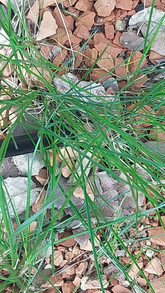 Wangenheimia lima — houseplant care guide