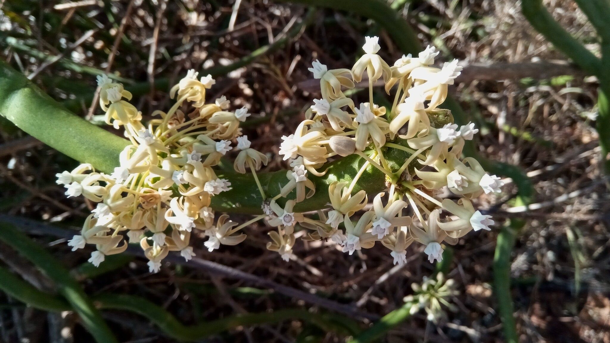 Cynanchum floriferum — houseplant care guide