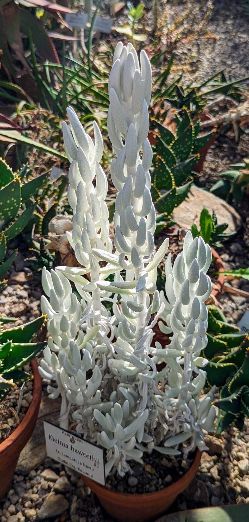Senecio haworthii habit
