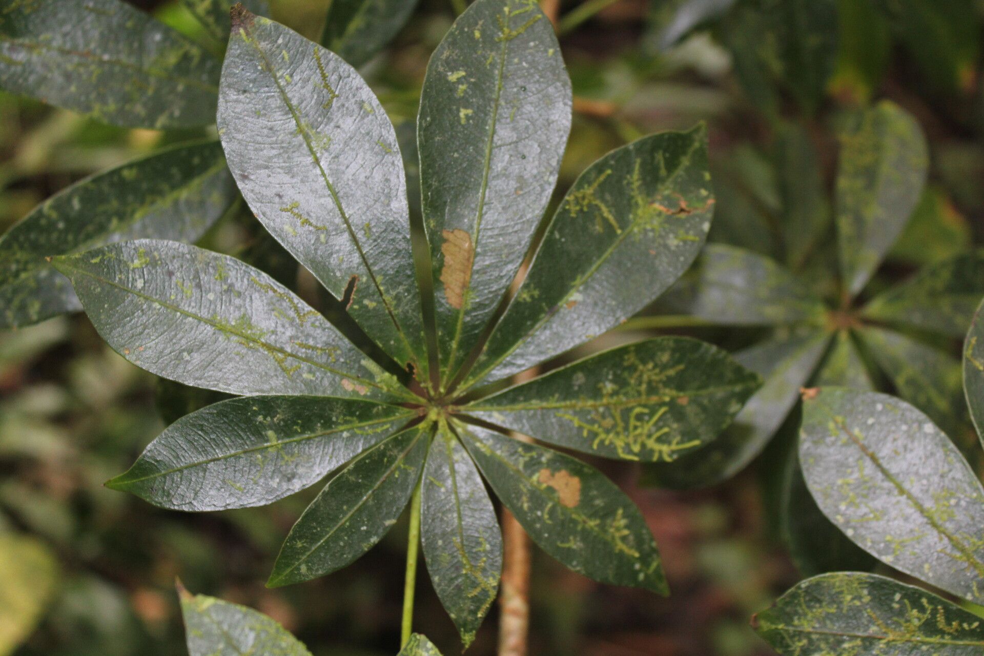 Spirotheca rosea — houseplant care guide