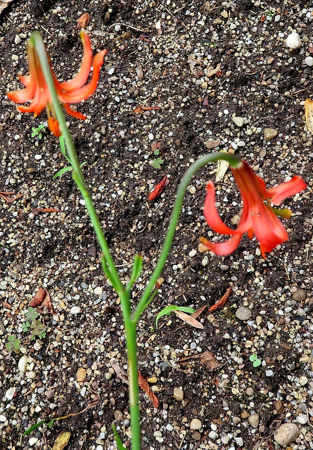 Lilium callosum — houseplant care guide