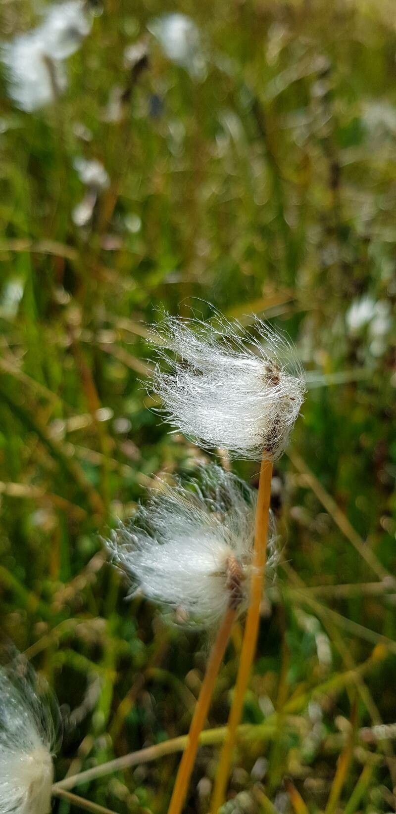 Eriophorum scheuchzeri fruit