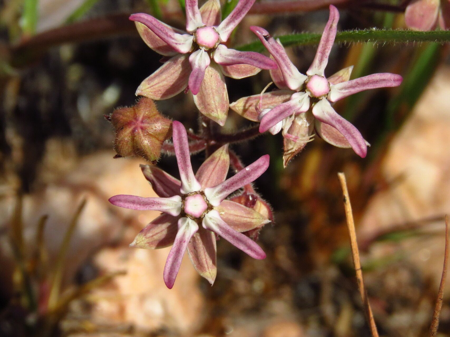 Asclepias randii — search result for 'Asclepias'
