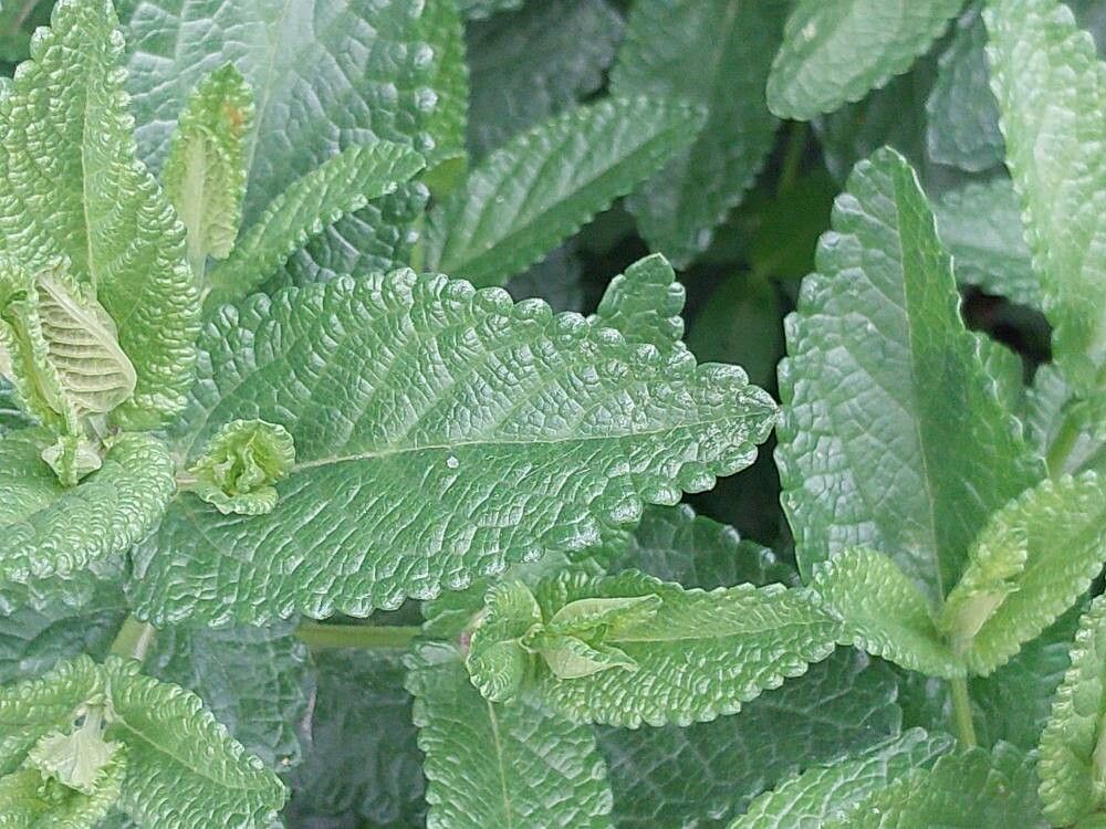 Nepeta argolica leaf