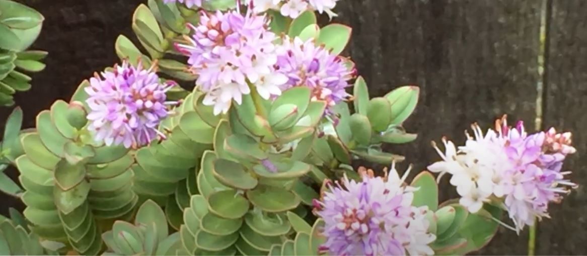 Veronica albicans flower
