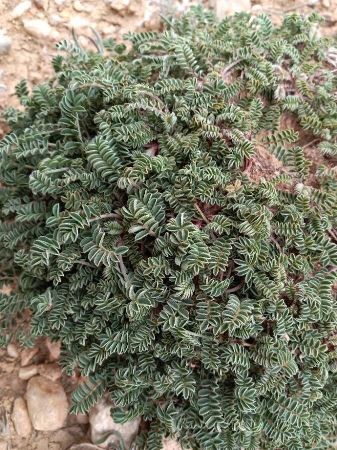 Astragalus depressus leaf
