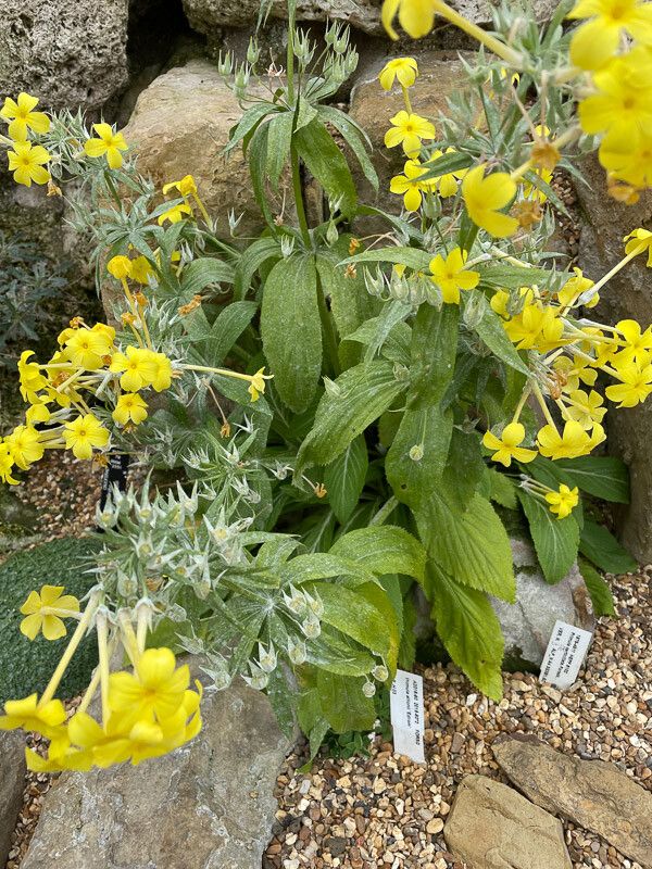 Primula verticillata leaf