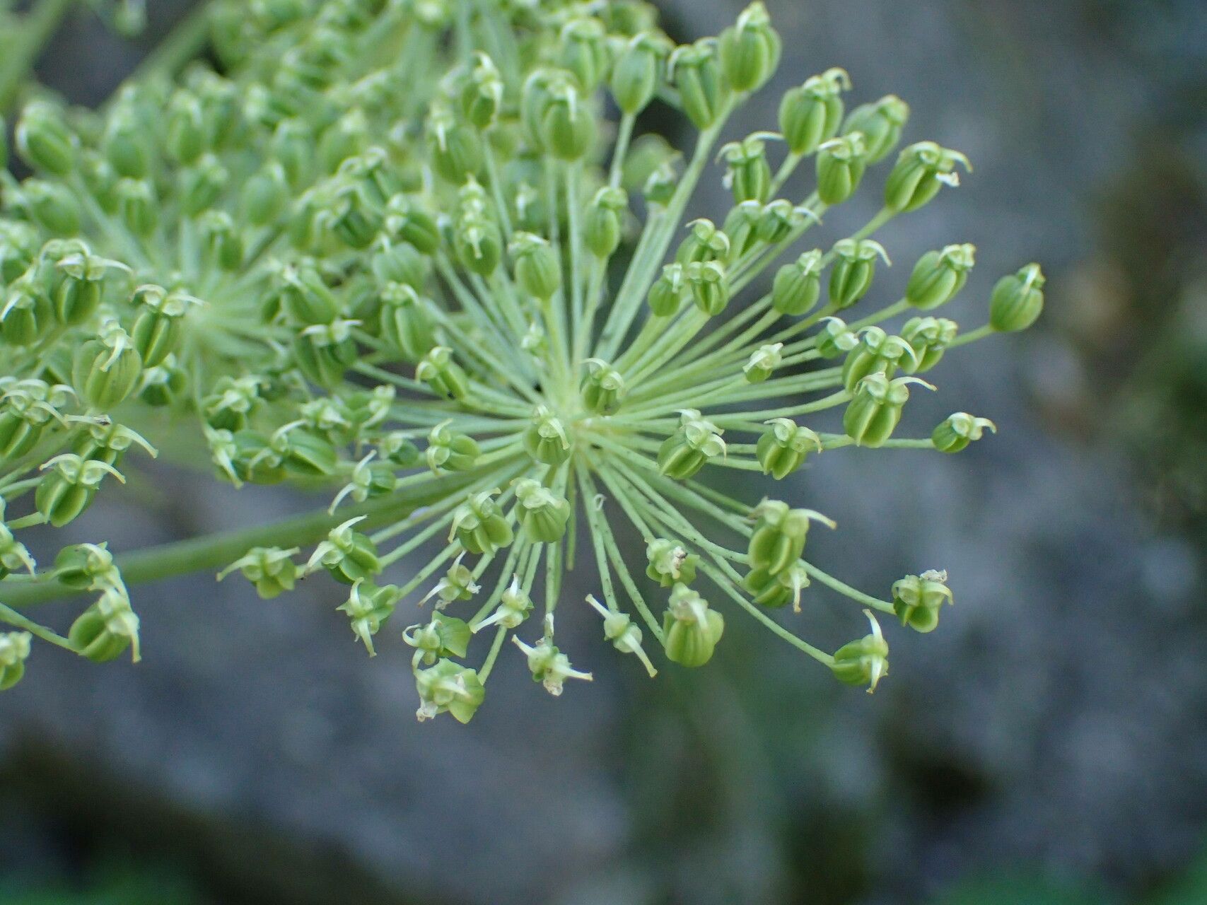 Angelica razulii fruit