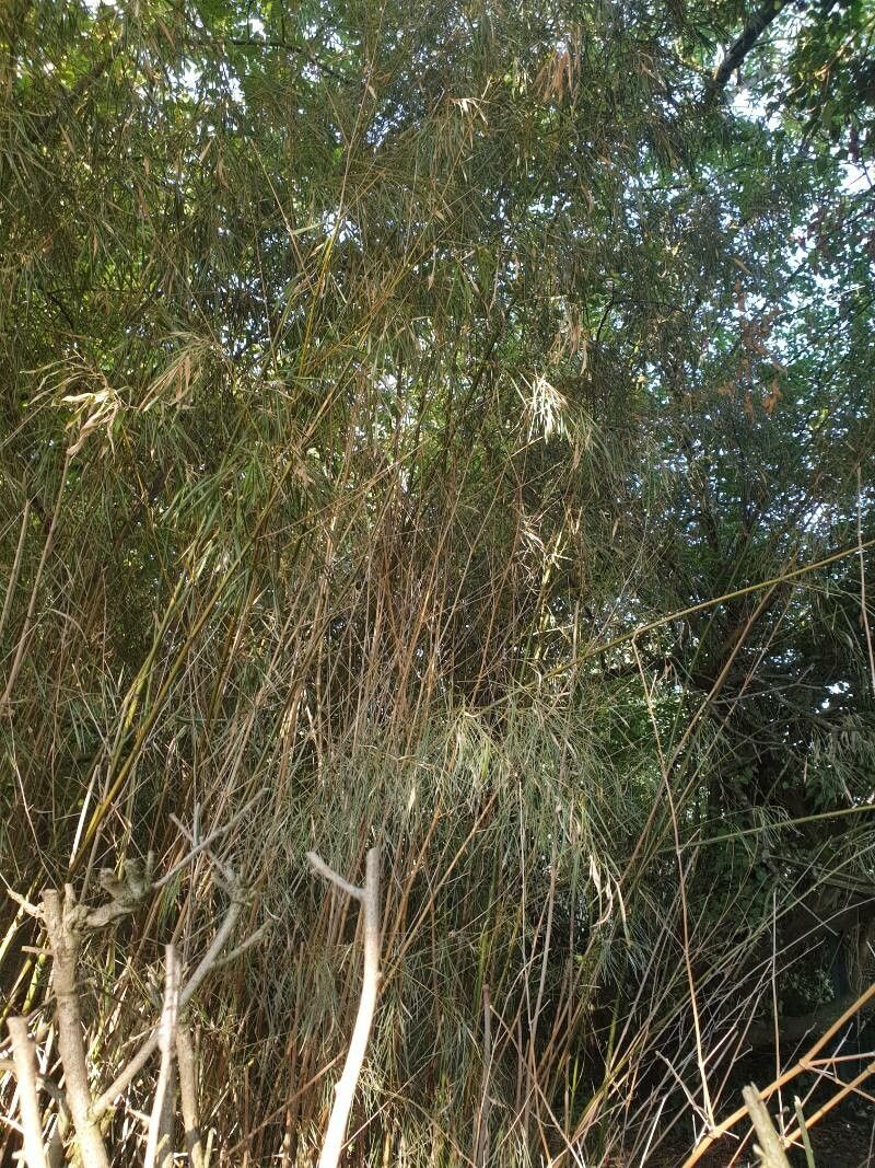 Otatea acuminata — search result for 'Bamboo'