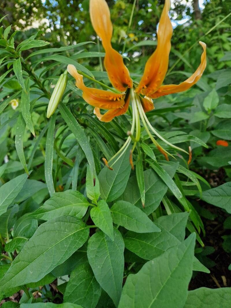 Lilium rosthornii — houseplant care guide