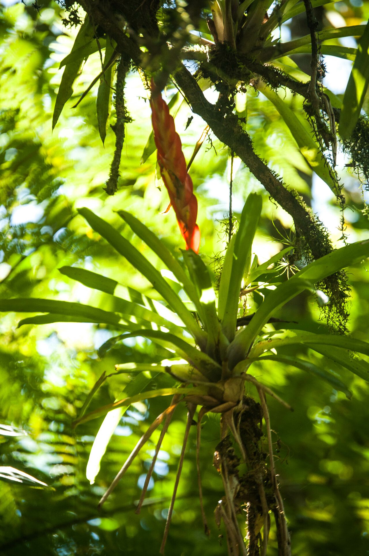 Vriesea incurvata leaf