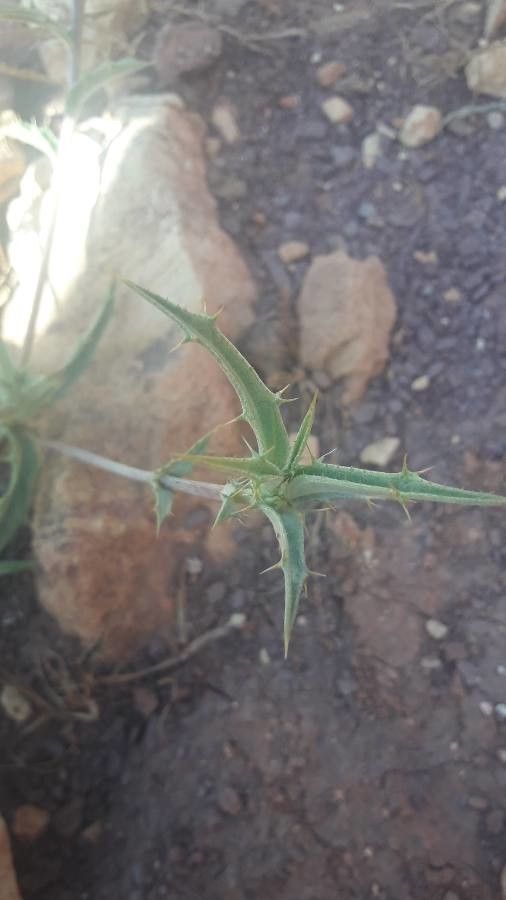 Atractylis serratuloides leaf